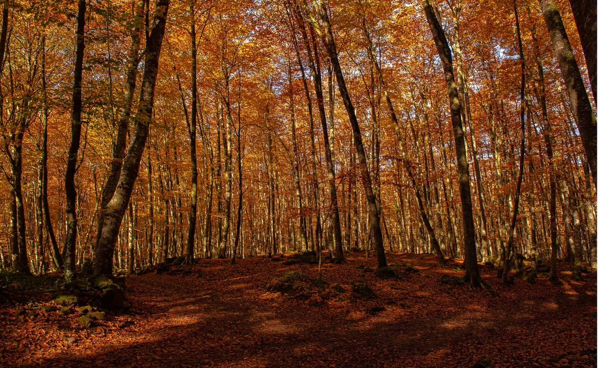 Bosc de faigs al terme de Santa Pau a la tardor, amb el terra cobert de fullaraca.